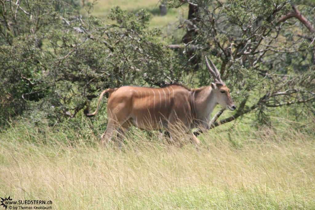 IMG 8120-Kenya, eland seen in Masai Mara